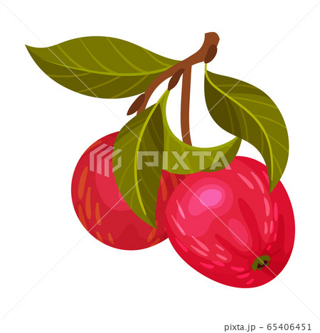 Apple Branch with Mature Fruits Hanging Vector Illustration 65406451