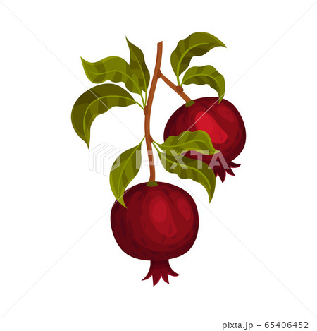Pomegranate Branch with Mature Fruit Hanging Vector Illustration 65406452