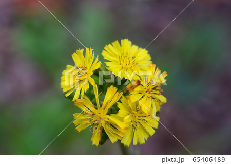 ノゲシの花 ノゲシの花 65406489
