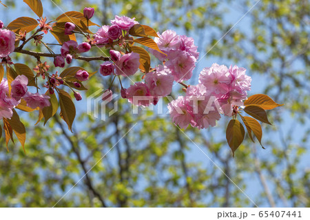 植物 春 緑 65407441