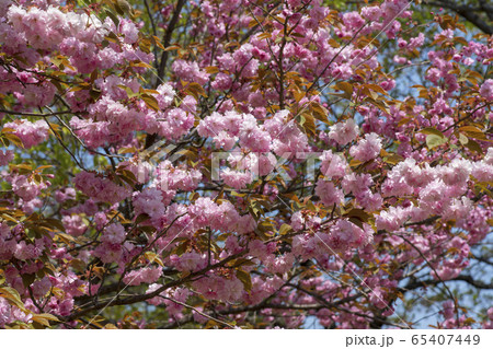 植物 春 緑 65407449