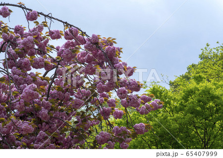 植物 春 緑 65407999