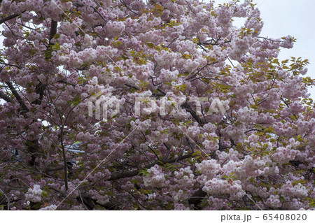 植物 春 緑 65408020