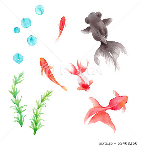 金魚５種と水草のセット 水彩イラストのイラスト素材