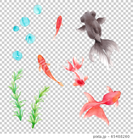 A Set Of 5 Kinds Of Goldfish And Aquatic Stock Illustration