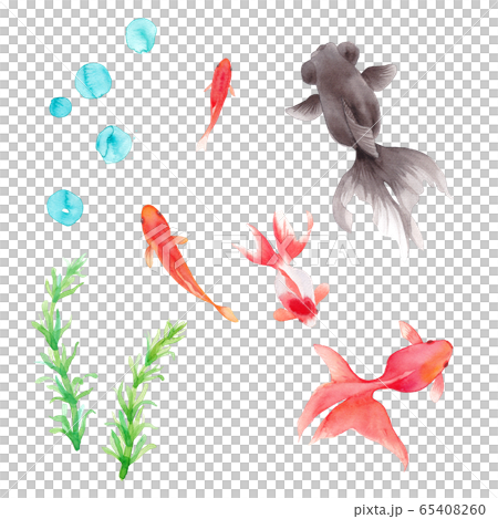 A Set Of 5 Kinds Of Goldfish And Aquatic Stock Illustration