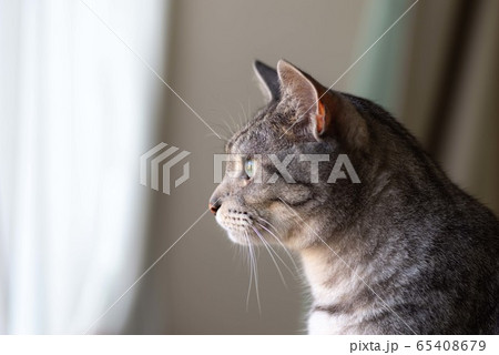 猫がいる風景 65408679