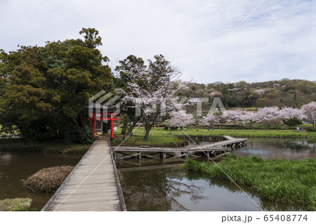 厳島湿生公園 神奈川県足柄上郡中井町 厳島湿生公園 神奈川県足柄上郡中井町 65408774