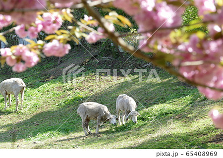 めんようの里　神奈川県秦野市 65408969
