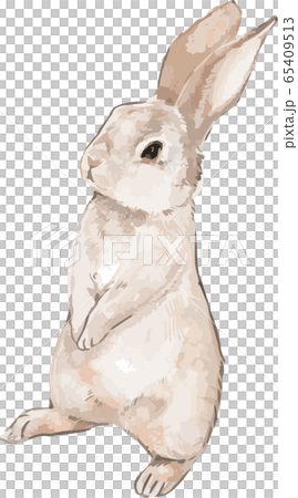 Rabbit-B Rabbit-B 65409513