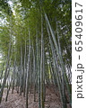 竹林 森林 日本の 65409617