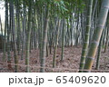 竹林 日本の 葉 65409620