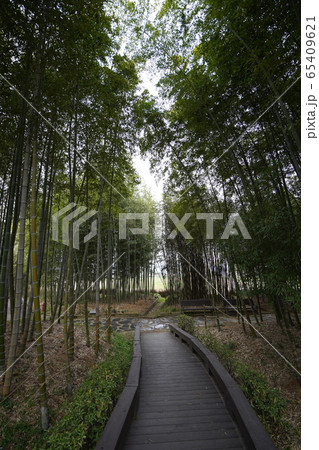 森林 日本の 葉 65409621