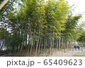 森林 屋外 葉 65409623