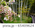 春 自然 日本の 65409624