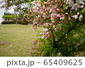 春 自然 屋外 65409625