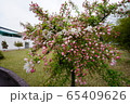春 自然 屋外 65409626