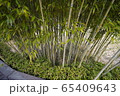 夏 日本の 葉 65409643