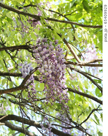 里山のフジの花　藤　藤の花 65409929