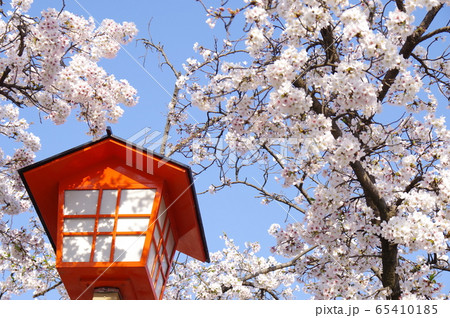 桜と灯篭 桜と灯篭 65410185