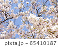いっぱいの桜 65410187