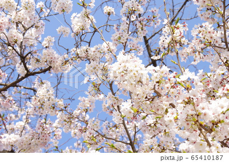 いっぱいの桜 65410187