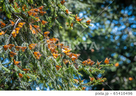 Monarch Butterfly Biosphere Reserve in Michoacan, Mexico Monarch Butterfly Biosphere Reserve in Michoacan, Mexico 65410496