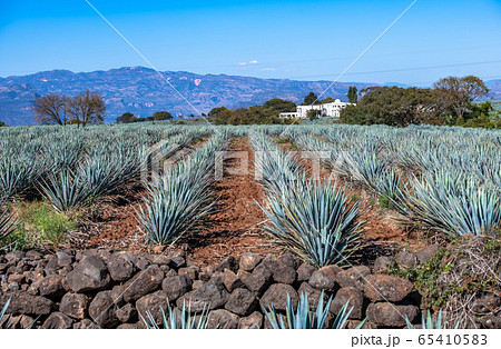 Blue Agave field in Tequila, Jalisco, Mexico. 65410583