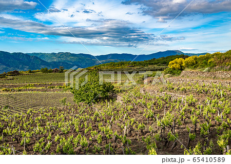 Vineyard of the mount Etna in Sicily, italy 65410589