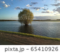 Bush in the lake, travel to rural area 65410926