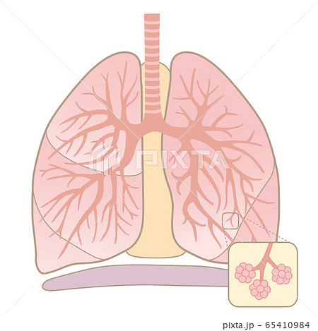 人間の体 肺の構造 文字なし のイラスト素材