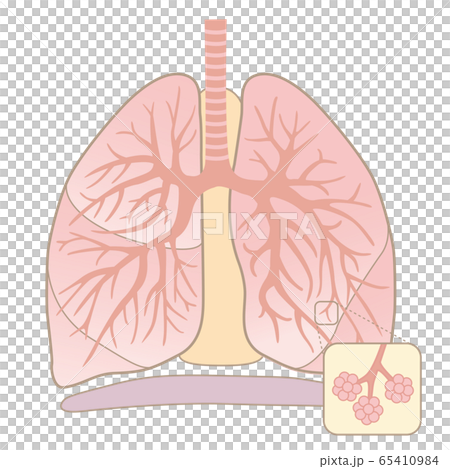 人間の体 肺の構造 文字なし のイラスト素材