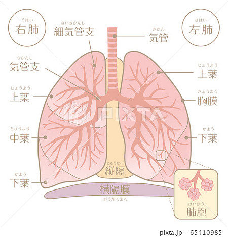 人間の体 肺の構造 文字あり のイラスト素材