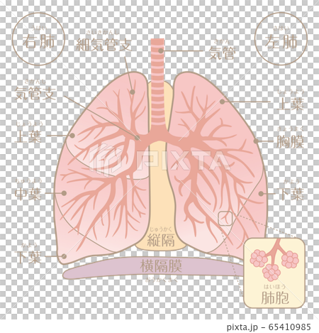 人間の体 肺の構造 文字あり のイラスト素材