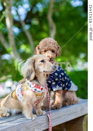 トイプードル カニンヘンダックスフンドの写真素材