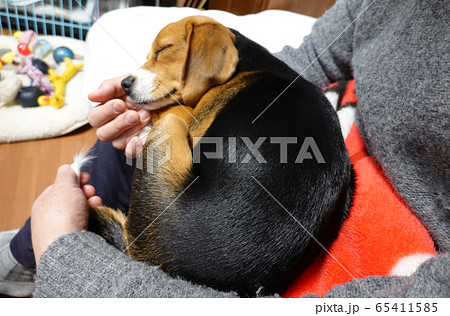 ビーグル 室内犬 中型犬 子犬 パピー 犬 寝顔の写真素材