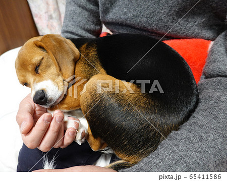 ビーグル 室内犬 中型犬 子犬 パピー 犬 寝顔 ビーグル 室内犬 中型犬 子犬 パピー 犬 寝顔 65411586