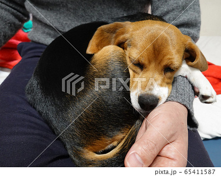 ビーグル 室内犬 中型犬 子犬 パピー 犬 寝顔の写真素材