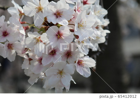 桜 65412012
