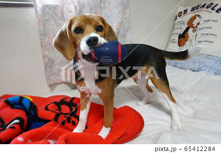 ビーグル 室内犬 中型犬 子犬 パピー 犬 ビーグル 室内犬 中型犬 子犬 パピー 犬 65412284