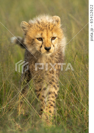 Young cheetah cub stands in long grass 65412622