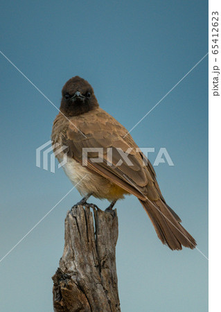 Yellow-vented bulbul on wooden post eyeing camera Yellow-vented bulbul on wooden post eyeing camera 65412623