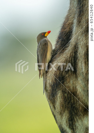 Yellow-billed oxpecker on leg of Masai giraffe 65412640