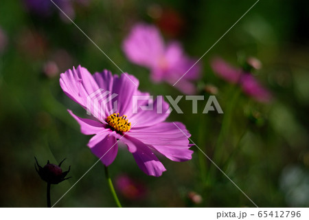 秋の風物詩　秋桜 65412796
