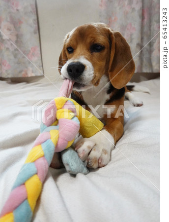 ビーグル 室内犬 中型犬 子犬 パピー 犬 ビーグル 室内犬 中型犬 子犬 パピー 犬 65413243