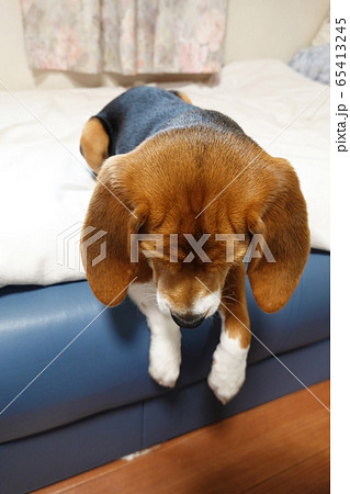 ビーグル 室内犬 中型犬 子犬 パピー 犬の写真素材