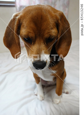 ビーグル 室内犬 中型犬 子犬 パピー 犬の写真素材