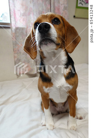 ビーグル 室内犬 中型犬 子犬 パピー 犬 ビーグル 室内犬 中型犬 子犬 パピー 犬 65413248