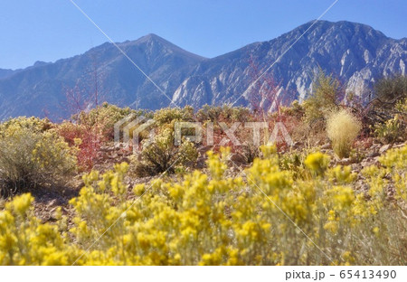 アメリカ　カリフォルニア州の砂漠地帯の風景　 65413490