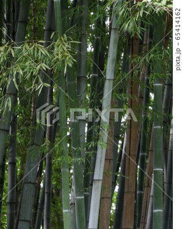 風景自然植物写真 宮沢賢治ゆかりの盛岡高等農林(現岩手大学農学部の竹林) 風景自然植物写真 宮沢賢治ゆかりの盛岡高等農林(現岩手大学農学部の竹林) 65414162